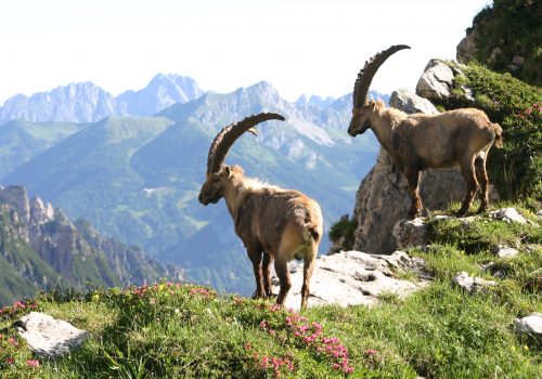 Archive du Parc des Dolomites Frioulanes: Photographie de David Cappellari
