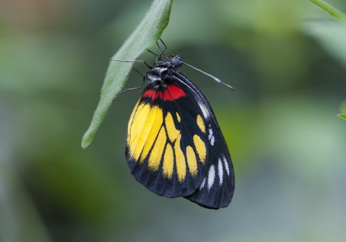 Archive de la Maison des papillons de Bordano: Photographie de Farfalle nella testa